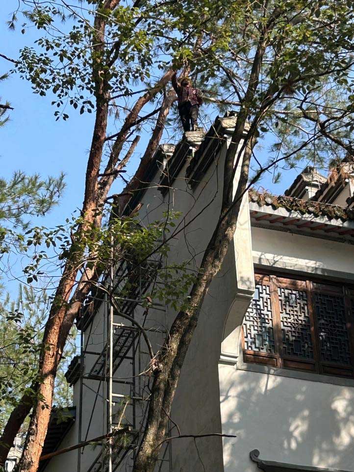 排除隱患，國資公司砍樹解民憂